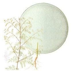 Spring bio Pure Erythritol Powder , Artemisia Annua Plant Extract 63968-64-9